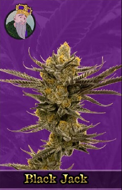 Black Jack Autoflowering Seeds