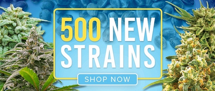 Buy Fast Flowering Marijuana Seeds Online