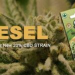 CBD Marijuana Seeds