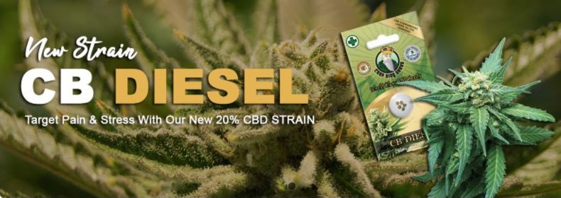 CBD Marijuana Seeds