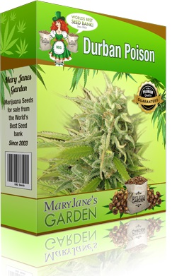 Mary Jane's Garden Durban Poison Seeds