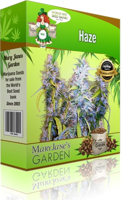 Mary Jane's Garden Haze Seeds