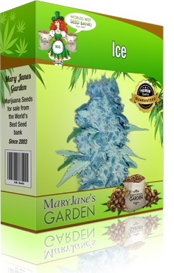 Mary Jane's Garden Ice Seeds