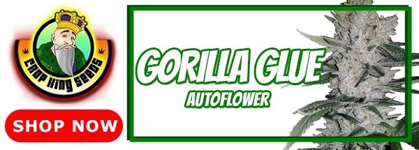 Best Gorilla Glue Autoflowering Seeds 2021