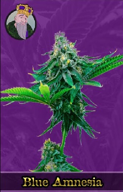 Blue Amnesia Autoflowering Seeds