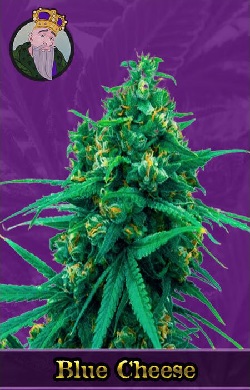 Blue Cheese Autoflowering Seeds