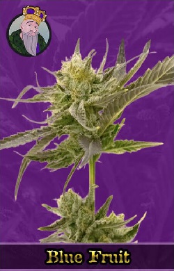 Blue Fruit Autoflowering Seeds