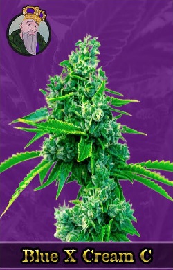 Blue x Cream C Autoflowering Seeds