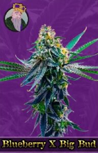 Blueberry X Big Bud Autoflowering Seeds