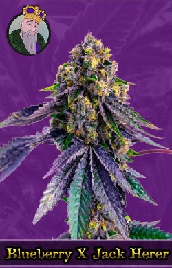 Blueberry x Jack Herer Autoflowering Seeds