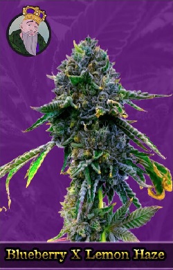 Blueberry x Lemon Haze Autoflowering Seeds