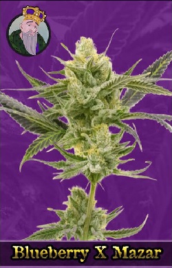 Blueberry x Mazar Autoflowering Seeds