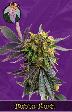 Bubba Kush Autoflowering Seeds