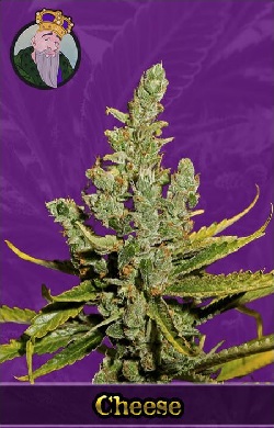 Cheese Autoflowering Seeds