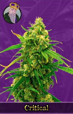 Critical Autoflowering Seeds