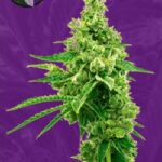 Critical Mass Autoflowering Seeds