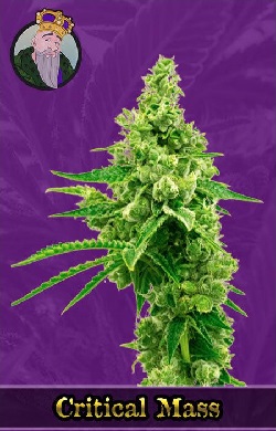 Critical Mass Autoflowering Seeds