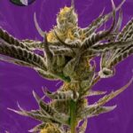 Critical Mass x Cheese Candy Autoflowering Seeds