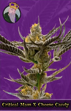 Critical Mass x Cheese Candy Autoflowering Seeds