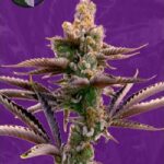 Critical Purple Autoflowering Seeds