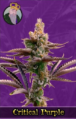 Critical Purple Autoflowering Seeds