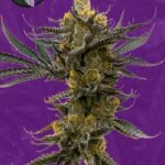 Critical x Cream C Autoflowering Seeds