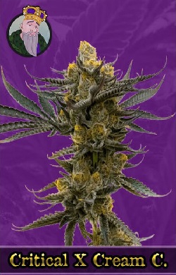 Critical x Cream C Autoflowering Seeds