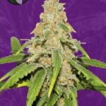 Critical x Faster Buds Autoflowering Seeds