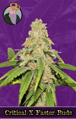 Critical x Faster Buds Autoflowering Seeds