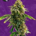 Critical x Mazar Autoflowering Seeds