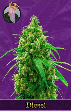 Diesel Autoflowering Seeds