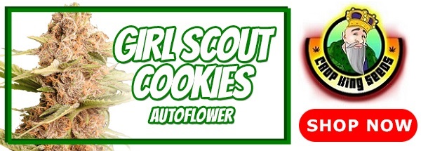 Popular Girl Scout Cookies Autoflowering Seeds 2021