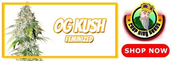 Popular OG Kush Feminized Marijuana Seeds 2021