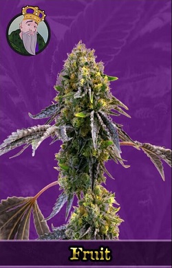 Fruit Autoflowering Seeds