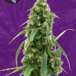 G13 Autoflowering Seeds