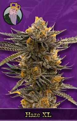 Haze XL Autoflowering Seeds