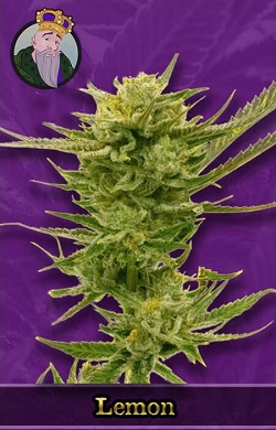 Lemon Autoflowering Seeds