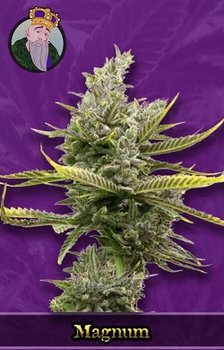 Magnum Autoflowering Seeds