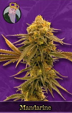 Mandarine Autoflowering Seeds