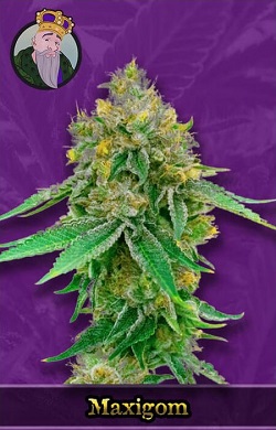 Maxigom Autoflowering Seeds