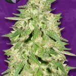 Northern Lights X Big Bud Autoflowering Seeds