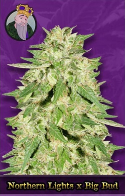 Northern Lights X Big Bud Autoflowering Seeds