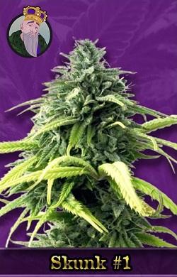 Skunk #1 Autoflowering Seeds