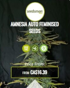 Amnesia Autoflowering Seeds For Sale