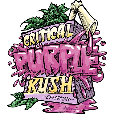 Critical Purple Kush Feminised