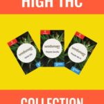 High THC Cannabis Seeds Mix