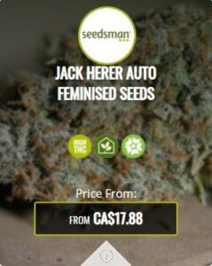 Jack Herer Autoflowering Seeds For Sale
