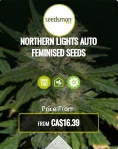 Northern Lights Autoflowering Seeds For Sale