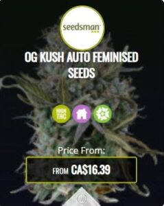 OG Kush Autoflowering Seeds For Sale