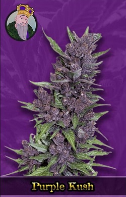 Purple Kush Autoflowering Seeds